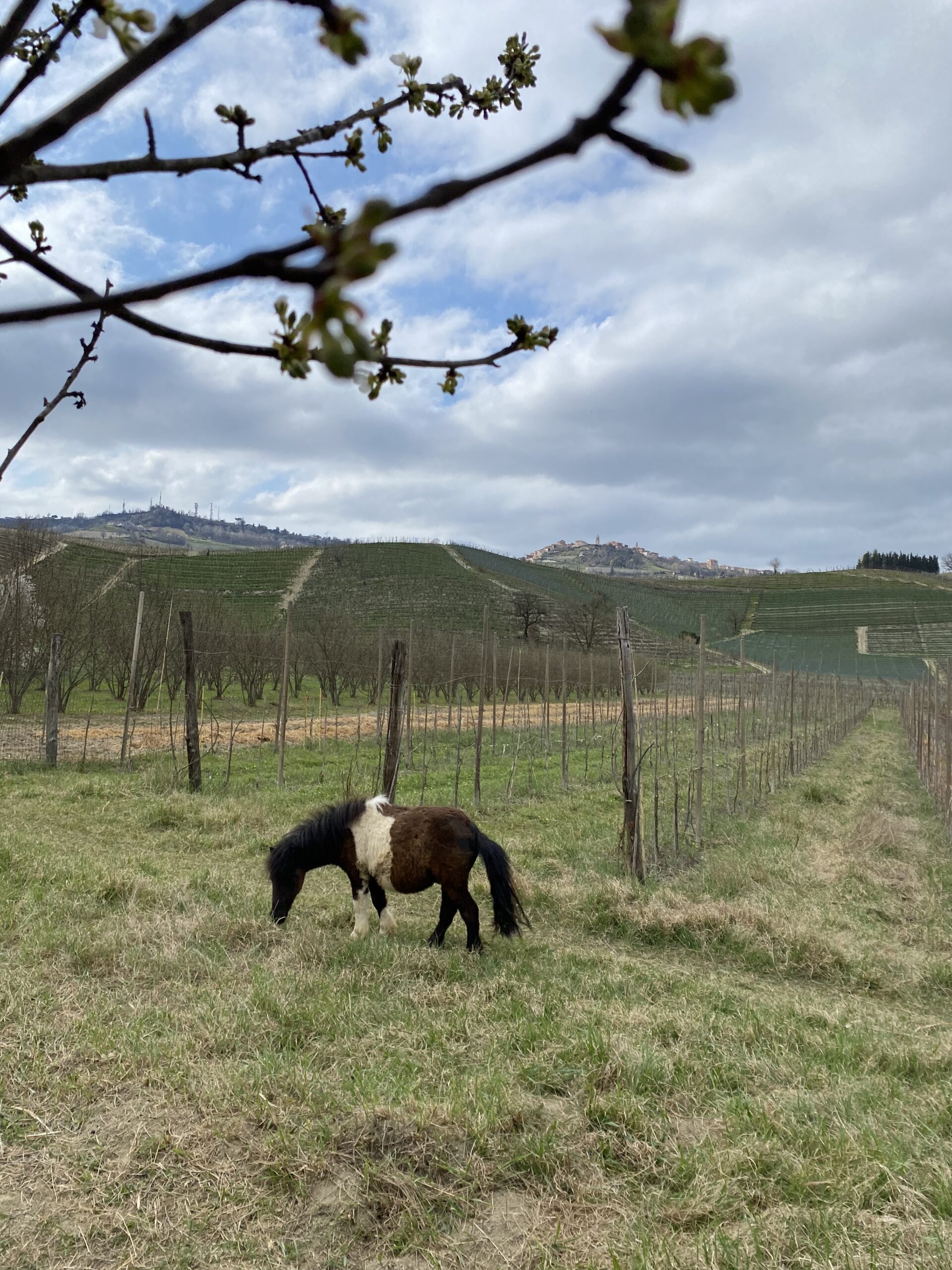 Spirito Agricolo Ballarin